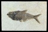 Fossil Fish (Diplomystus) - Green River Formation #129583-1
